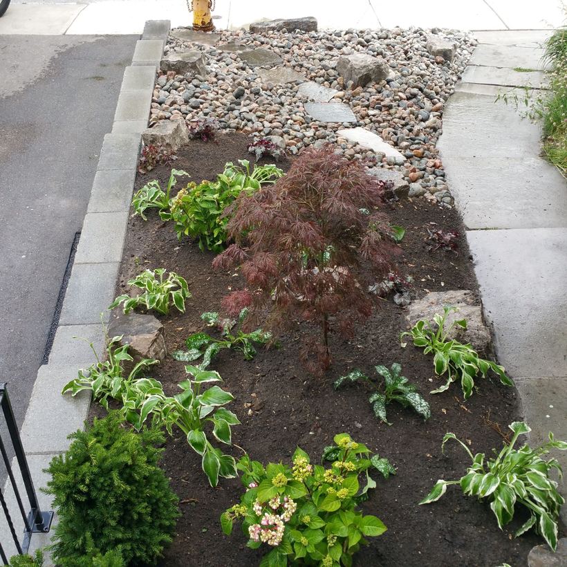 Planted bed with a Japanese maple and hostas between the driveway wall and the front walkway