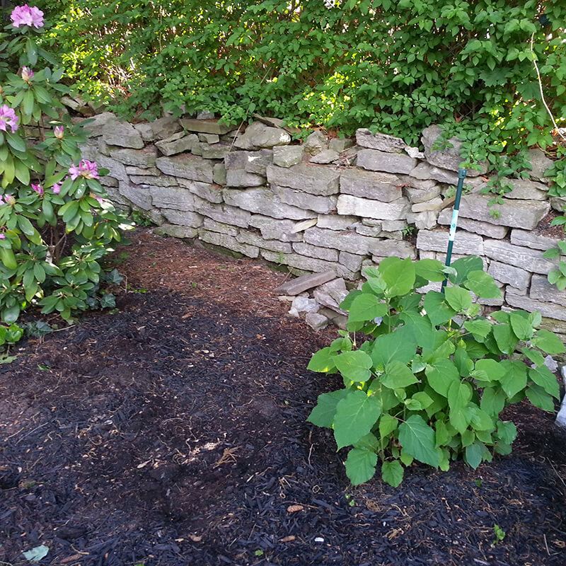 Old dry-laid stone and rubble wall at the back of a garden bed, with a hydrangea and rhododendron in front
